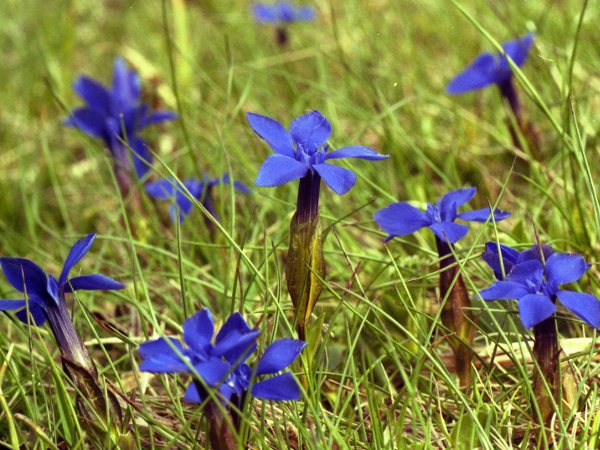 spring gentian / Gentiana verna: _Gentiana verna_ is an <a href="aa.html">Arctic–Alpine</a> species, largely restricted in the British Isles to the Burren and Upper Teesdale.