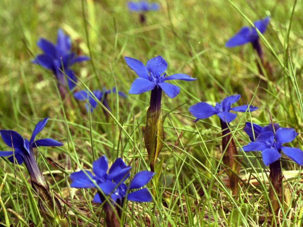 spring gentian / Gentiana verna