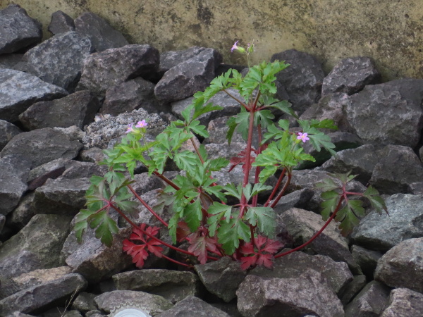 little robin / Geranium purpureum: _Geranium purpureum_ has smaller petals than _Geranium robertianum_, paler anthers and its sepals have only short glandular hairs; it is found in southern coastal regions here, but is spreading along railways in central Europe.