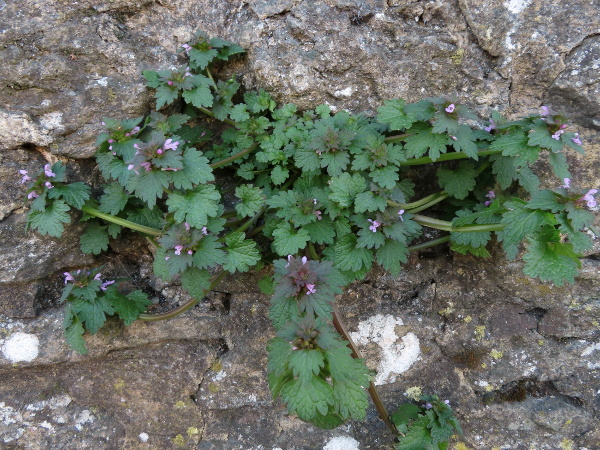 cut-leaved dead-nettle / Lamium hybridum: _Lamium hybridum_ is very similar to _Lamium purpureum_, but has more deeply incised leaves (> 2 mm).