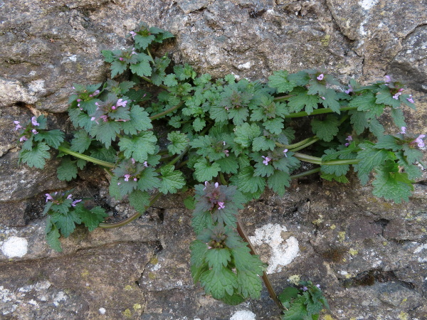 cut-leaved dead-nettle / Lamium hybridum: _Lamium hybridum_ is very similar to _Lamium purpureum_, but has more deeply incised leaves (> 2 mm).