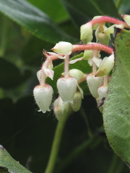 shallon / Gaultheria shallon: _Gaultheria shallon_ has become naturalised in woodland over acid or sandy soils.