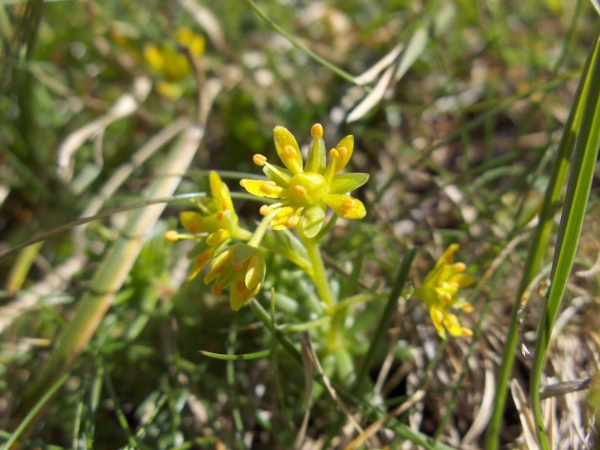 yellow saxifrage / Saxifraga aizoides