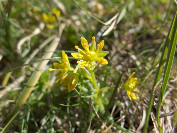 yellow saxifrage / Saxifraga aizoides: The narrow yellow petals separate _Saxifraga aizoides_ from all our other saxifrages.