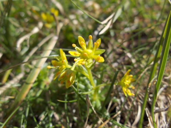 yellow saxifrage / Saxifraga aizoides: The narrow yellow petals separate _Saxifraga aizoides_ from all our other saxifrages.