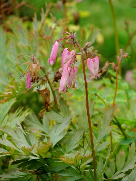 bleeding heart / Dicentra formosa: _Dicentra formosa_ is a garden plant with heart-shaped flowers with spurs on 2 petals, native to western North America, from central California to southern British Columbia.