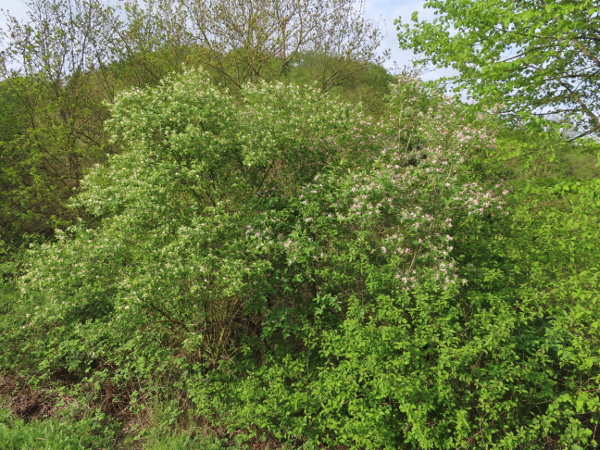 Tartarian honeysuckle / Lonicera tatarica: _Lonicera tatarica_ is a decorative shrub native to central Asia.