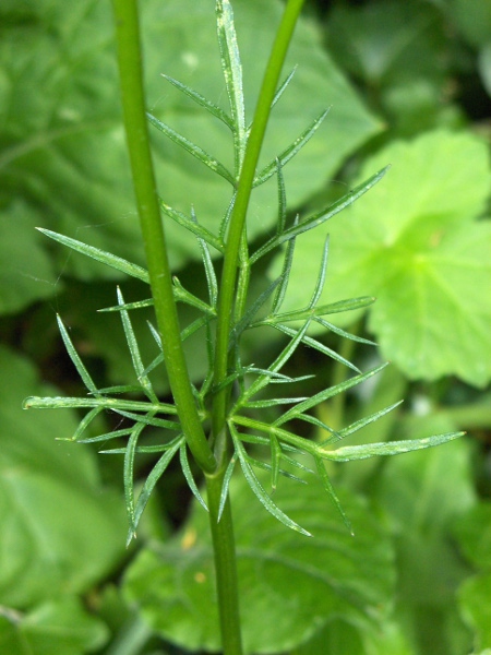 pignut / Conopodium majus: The leaves of _Conopodium majus_ are divided 2 or 3 times into linear segments.