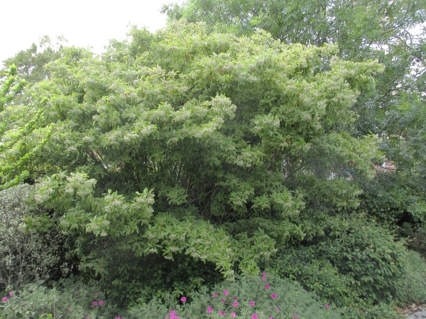 stranvaesia / Photinia davidiana: _Photinia davidiana_ is a garden shrub native to China, northern Vietnam and parts of Malaysia.