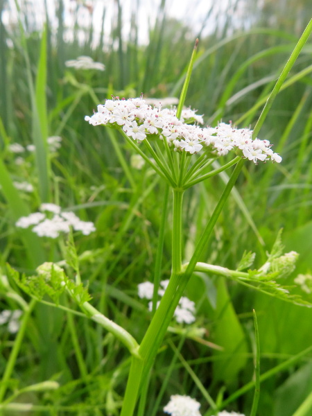 narrow-leaved water-dropwort / Oenanthe silaifolia: _Oenanthe silaifolia_ has a thick, ridged, hollow stem; its umbel-rays become thickened when in fruit.