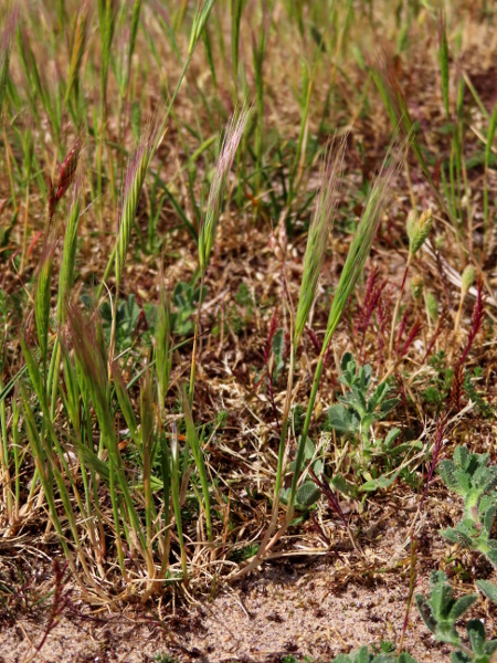 dune fescue / Vulpia fasciculata: _Vulpia fasciculata_ is an annual grass of the more disturbed parts of sand dunes.