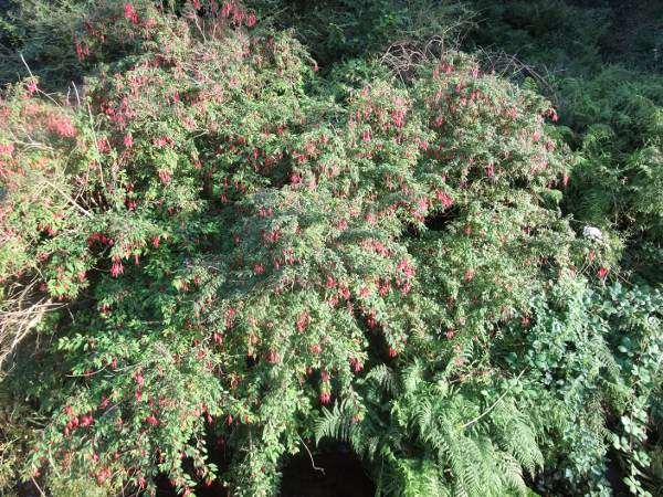 fuchsia / Fuchsia magellanica: _Fuchsia magellanica_ is native to South America, but is a popular garden plant and a frequent escapee, especially in maritime areas.