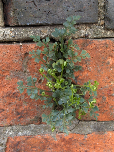 wall-rue / Asplenium ruta-muraria: _Asplenium ruta-muraria_ is very common on walls; the petiole is longer than the rest of the leaf.