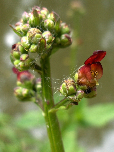 water figwort / Scrophularia auriculata: The flowers of _Scrophularia auriculata_ have sepals with broad scarious borders.