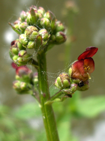 water figwort / Scrophularia auriculata