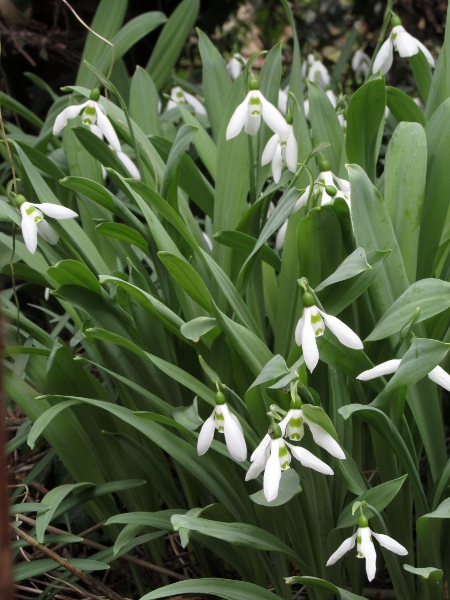 pleated snowdrop / Galanthus plicatus: _Galanthus plicatus_ is characterised by the rolled-under margins of the leaves. The pattern of green on the inner tepals makes this _G. plicatus_ subsp. _byzantinus_.
