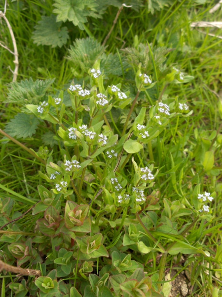 common corn-salad / Valerianella locusta: _Valerianella locusta_ is our most widespread species of corn-salad, especially along the coast.