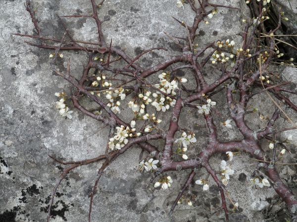 blackthorn / Prunus spinosa: A prostrate form occurs in rocky habitats near the coast.
