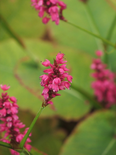 red bistort / Bistorta amplexicaulis: _Bistorta amplexicaulis_ is a garden plant that often escapes and persists in the wild.