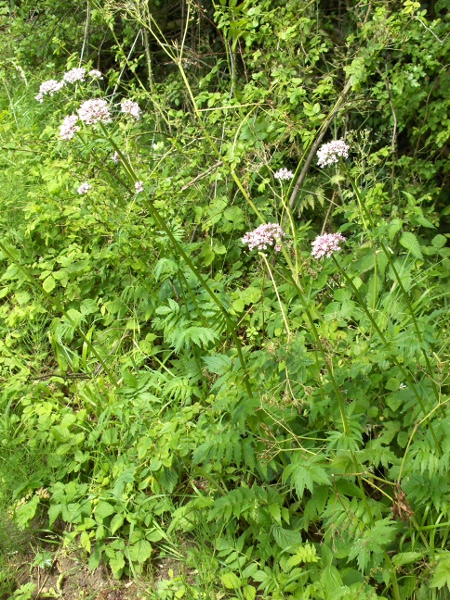 creeping valerian / Valeriana officinalis subsp. sambucifolia: _Valeriana officinalis_ subsp. _sambucifolia_ has fewer leaflets per leaf than _V. officinalis_ subsp. _collina_; they are toothed and the terminal leaflet is much larger than the others.
