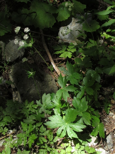 astrantia / Astrantia major: _Astrantia major_ is a herb native to the mountains of southern and central Europe that is widely grown as a garden plant.