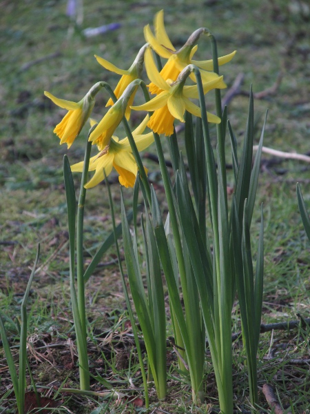 daffodil / Narcissus pseudonarcissus: _Narcissus pseudonarcissus_ is the most common daffodil in cultivation, and the only one native to Britain.