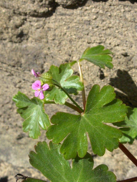 shining cranesbill / Geranium lucidum: The leaves of _Geranium lucidum_ are shiny; its calyx-lobes are strongly keeled.