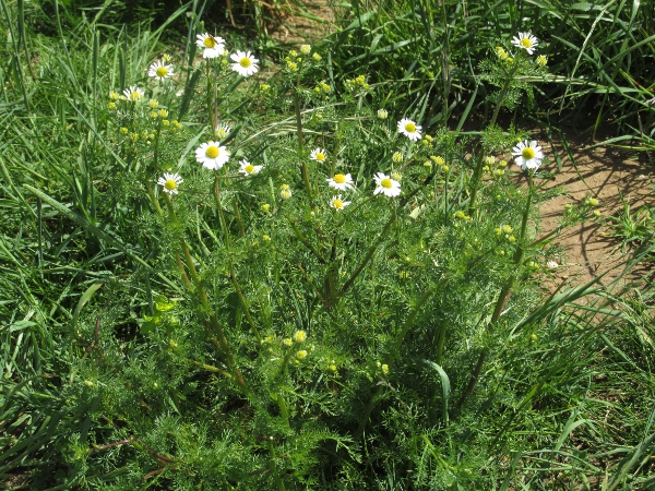 scented mayweed / Matricaria chamomilla: _Matricaria chamo­milla_ is very similar to _Tripleuro­spermum inodorum_ in overall appearance, although its flowers are usually scented.