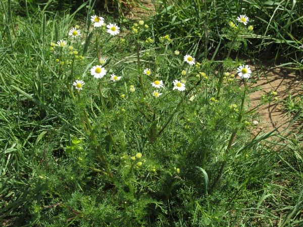scented mayweed / Matricaria chamomilla: _Matricaria chamomilla_ is very similar to _Tripleurospermum inodorum_ in overall appearance, although its flowers are usually scented.