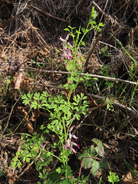 purple ramping fumitory / Fumaria purpurea: _Fumaria purpurea_ is a large-flowered fumitory found patchily across the British Isles.