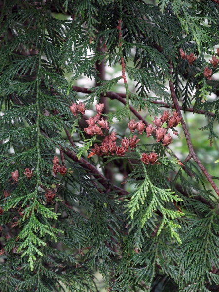western red cedar / Thuja plicata: _Thuja plicata_ is native to north-western North America, but widely planted elsewhere.