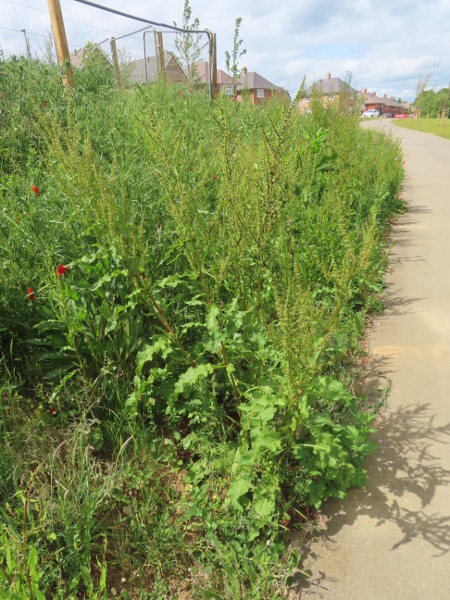 / Rumex × pratensis: _Rumex_ × _pratensis_ is our commonest hybrid dock, formed where _R. crispus_ and _R. obtusifolius_ co-occur.