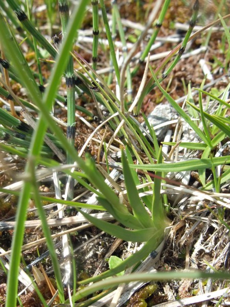 Scottish asphodel / Tofieldia pusilla