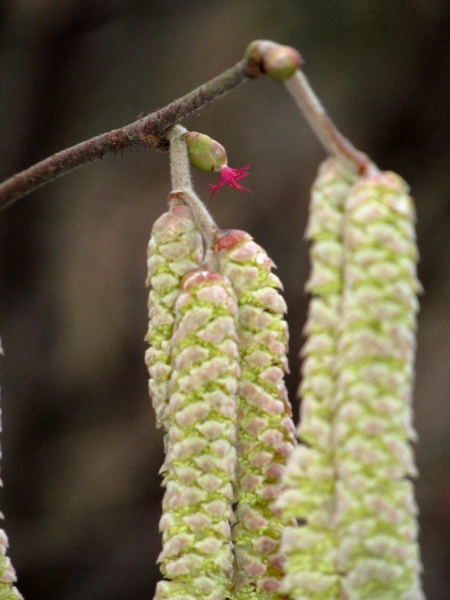 hazel / Corylus avellana: The female flower is much smaller, with conspicuous red stigmas protruding.
