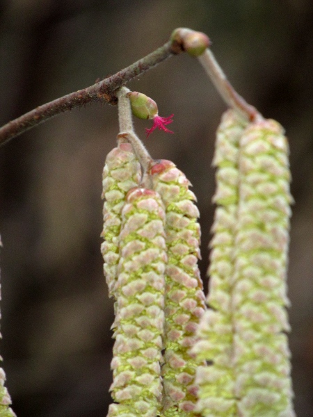 hazel / Corylus avellana