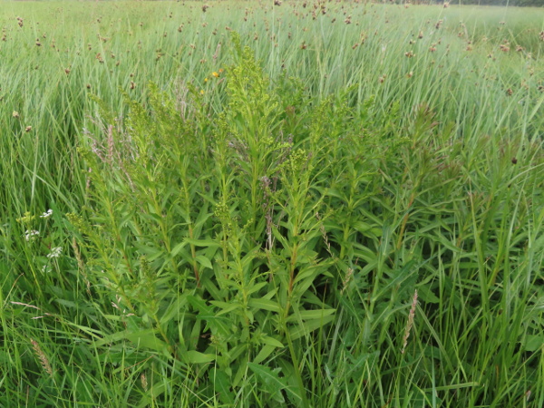 seaside goldenrod / Solidago sempervirens