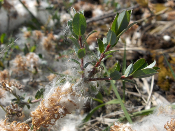 creeping willow / Salix repens: Seeds