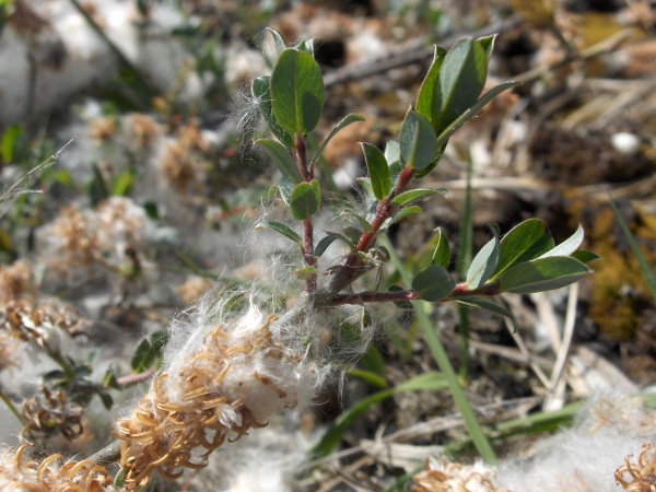 creeping willow / Salix repens