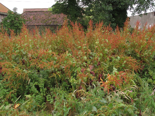 broad-leaved dock / Rumex obtusifolius: _Rumex obtusifolius_ is one of our most common dock species, growing in fields, river-banks and waste ground across the British Isles.