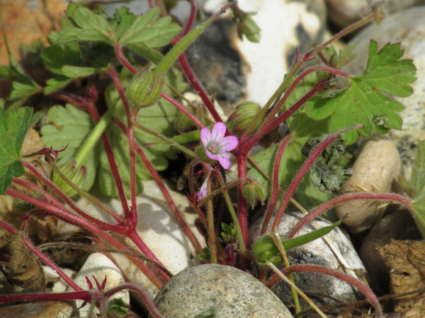 round-leaved cranesbill / Geranium rotundifolium