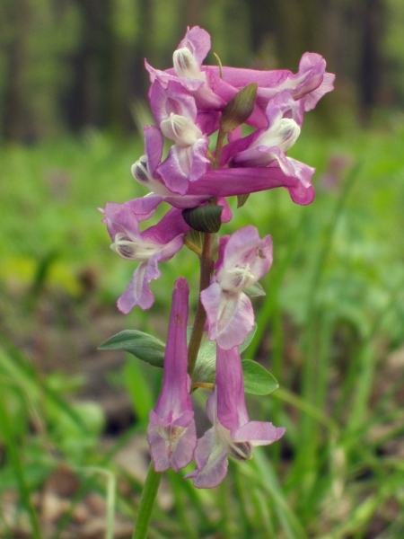 hollowroot / Corydalis cava: _Corydalis cava_ is a rare garden escape; the undivided bracts distinguish it from _Corydalis solida_.