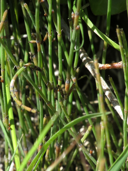 branched horsetail / Equisetum ramosissimum: _Equisetum ramosissimum_ branches freely, with the lowest branch segment shorter than the stem internode next to it; its stems contain a broad hollow.