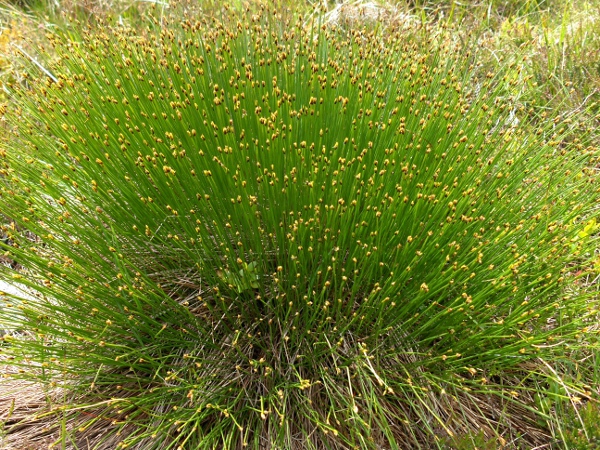 deergrass / Trichophorum germanicum: _Trichophorum germanicum_ grows in peat bogs and moorland across the British Isles; it can form large tufts.