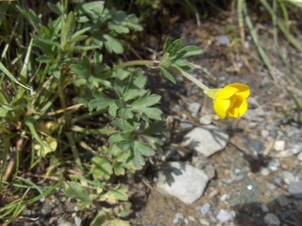 bulbous buttercup / Ranunculus bulbosus: The ‘bulb’ at the base of the stem is rarely noticed.
