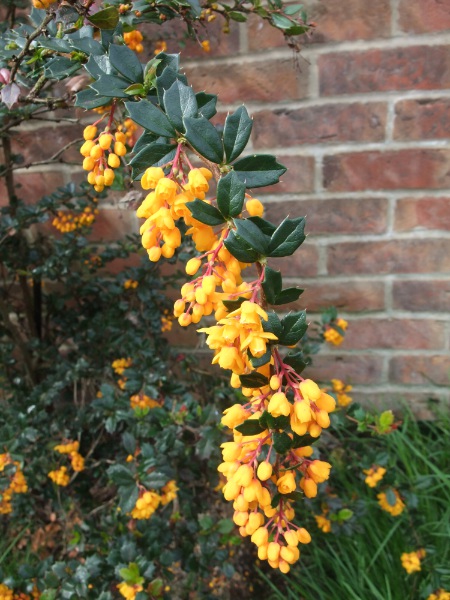 Darwin’s barberry / Berberis darwinii: _Berberis darwinii_ is an evergreen shrub native to South America.