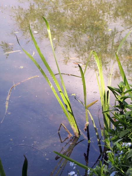 sweet flag / Acorus calamus: _Acorus calamus_ is an Asian–North American species introduced to waterways across the British Isles; its leaves generally have transverse wrinkles, but this can also occur with other taxa with similar leaves.