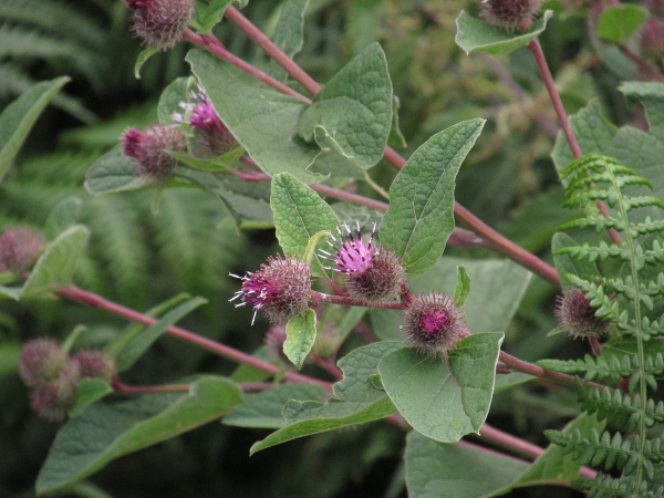 common lesser burdock / Arctium minus subsp. minus: _Arctium minus_ subsp. _minus_ has smaller capitula with a sparser covering of spidery hair than _Arctium minus_ subsp. _pubens_.