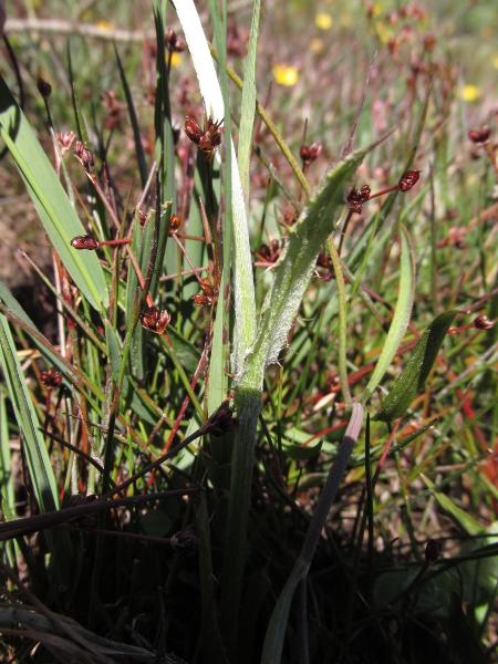 meadow thistle / Cirsium dissectum