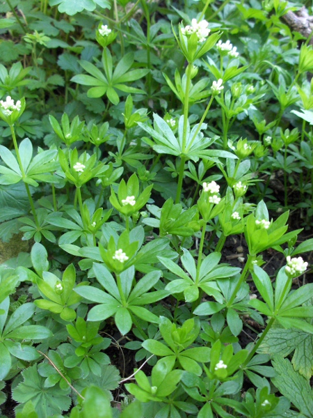 woodruff / Galium odoratum: _Galium odoratum_ grows in woods, especially ancient woodland.
