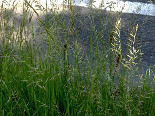 red fescue / Festuca rubra